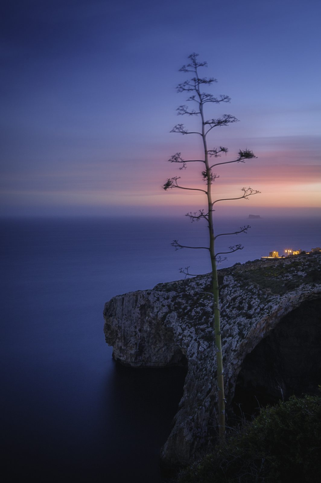 An agave above the Blue Grotto cliffs under a soft pastel sunset with haze, Malta